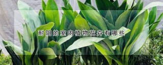 耐阴的室内植物花卉有哪些,第1图