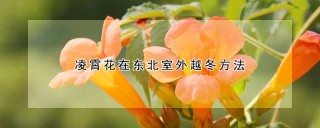 凌霄花在东北室外越冬方法,第1图