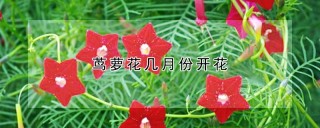 茑萝花几月份开花,第1图