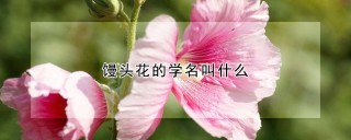 馒头花的学名叫什么,第1图