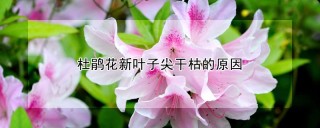 杜鹃花新叶子尖干枯的原因,第1图