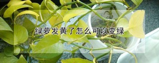 绿萝发黄了怎么可以变绿,第1图