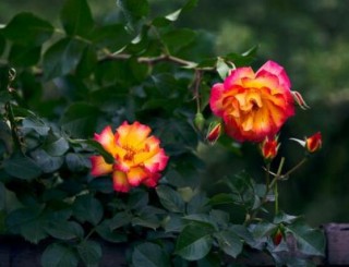 野蔷薇花语是什么，野蔷薇花语代表着浪漫的爱情,第5图