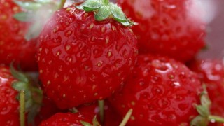 草莓育苗方法,第1图