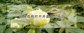 牡丹花苞打不开是什么原因,第1图