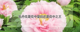 牡丹花是花中皇后还是花中之王,第1图