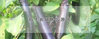 茄子长斑什么原因,第1图