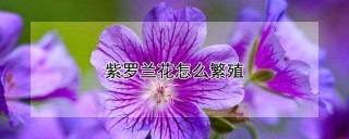 紫罗兰花怎么繁殖,第1图