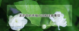 茉莉花的养殖方法和注意事项,第1图