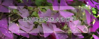 紫叶酢浆草怎么收种子,第1图
