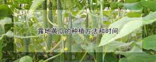 露地黄瓜的种植方法和时间,第1图