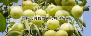 枣树几月份发芽几月份结果,第1图