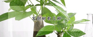 发财树有几种,第1图