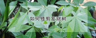 如何修剪发财树,第1图