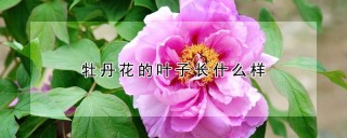 牡丹花的叶子长什么样,第1图