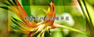 鹤望兰什么时候开花,第1图