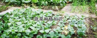 蔬菜种植知识,第1图