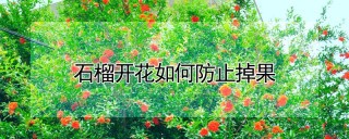 石榴开花如何防止掉果,第1图