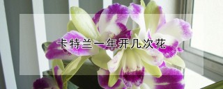 卡特兰一年开几次花,第1图