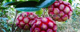 黑老虎北方可以种植吗,第1图