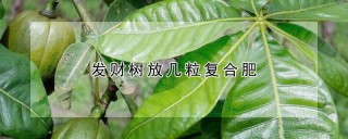 发财树放几粒复合肥,第1图