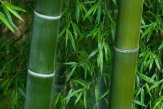 竹节的寓意和象征,第2图