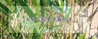 为什么院里不栽竹子,第1图