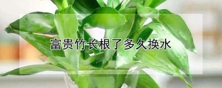 富贵竹长根了多久换水,第1图