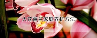 大花蕙兰家庭养护方法,第1图