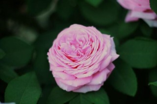 红花木香和蔷薇的区别,第3图