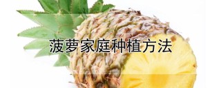 菠萝家庭种植方法,第1图