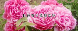 牡丹春天能栽活吗,第1图