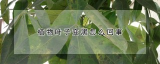 植物叶子变黑怎么回事,第1图