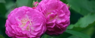 蔷薇花种子种植法,第1图