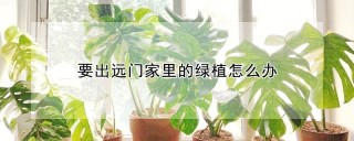 要出远门家里的绿植怎么办,第1图