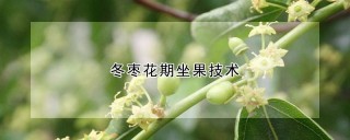 冬枣花期坐果技术,第1图