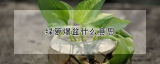 绿箩爆盆什么意思,第1图