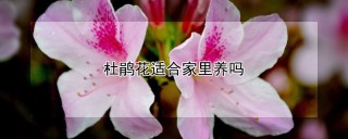 杜鹃花适合家里养吗,第1图