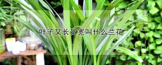 叶子又长又宽叫什么兰花,第1图