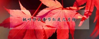 枫叶什么季节红是几月份,第1图