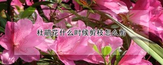 杜鹃花什么时候剪枝怎么剪,第1图