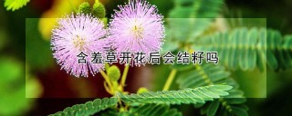 含羞草开花后会结籽吗,第1图