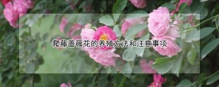 爬藤蔷薇花的养殖方法和注意事项,第1图