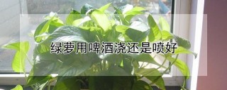 绿萝用啤酒浇还是喷好,第1图