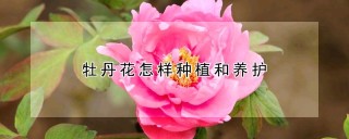 牡丹花怎样种植和养护,第1图