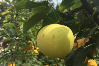 目前最甜的梨新品种,第3图