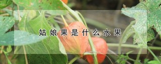 姑娘果是什么水果,第1图