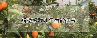 脐橙移栽几年后能挂果,第1图