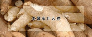 木暑长什么样,第1图