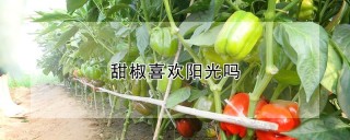 甜椒喜欢阳光吗,第1图